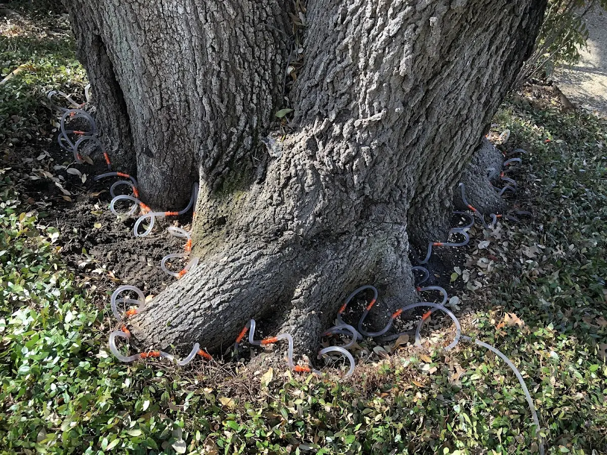 Detailed Tree Cabling and Bracing job site in Caputa