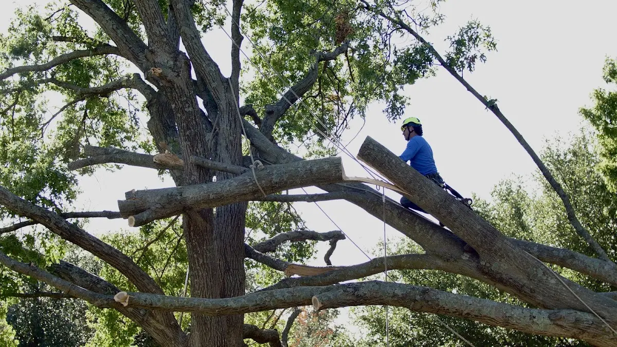 Professional Hazardous Tree Removal performed by certified arborists in Caputa